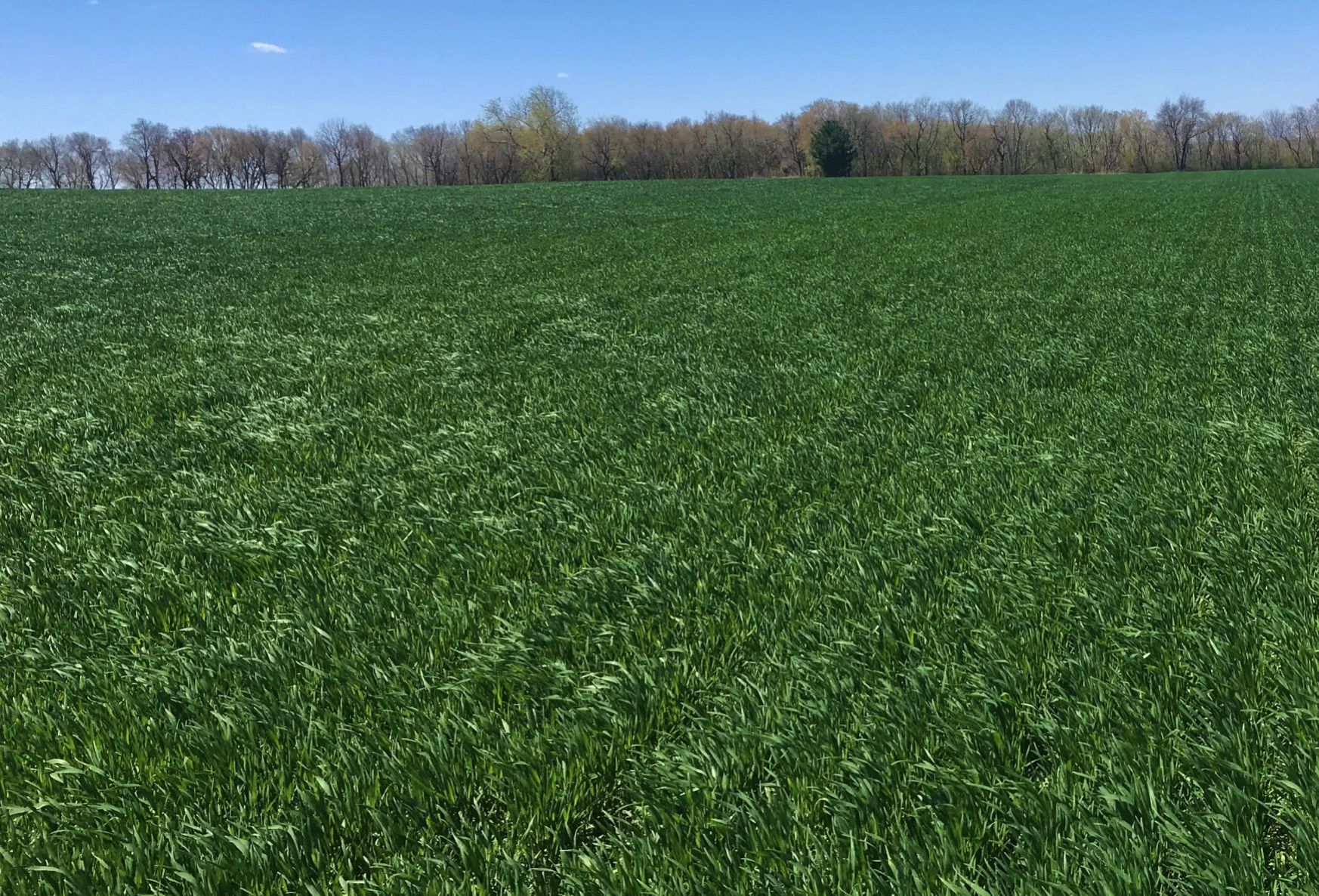 Winter wheat